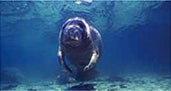 沿岸海域における生計に重要な海洋生態系の損失リスクへのリンク