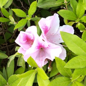 図1 とてもきれいなツツジの花（著者撮影）